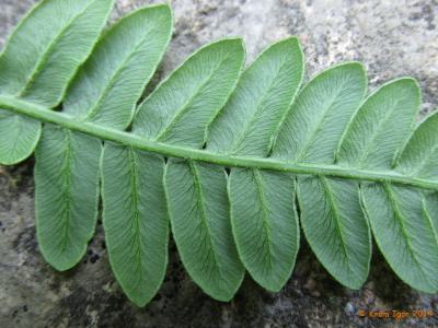 Орляк сосняковый (Pteridium pinetorum)Край каждого листика с нижней стороны слегка подвёрнут. Автор фото: Кром Игорь