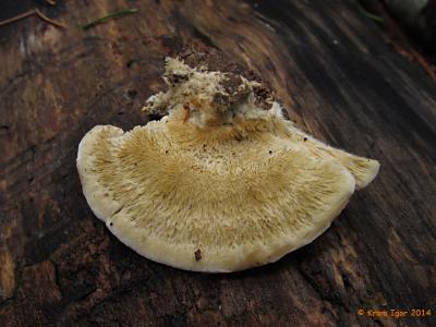 Из колонии грибов на валежной осине. Имеет отчётливый кисловато-анисовый запах. Автор фото: Кром Игорь