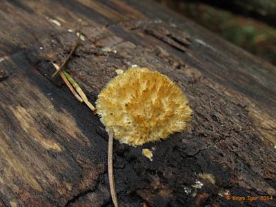Из колонии грибов на валежной осине. Имеет отчётливый кисловато-анисовый запах. Автор фото: Кром Игорь