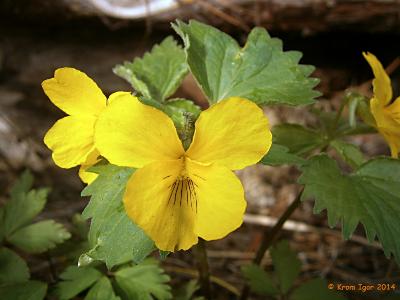 Фиалка одноцветковая (Viola uniflora) Автор: Кром Игорь