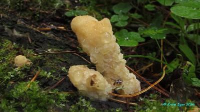 Климакоцистис северный (Climacocystis borealis)Молодые плодовые тела на корнях старой живой ели.  Автор фото: Кром Игорь