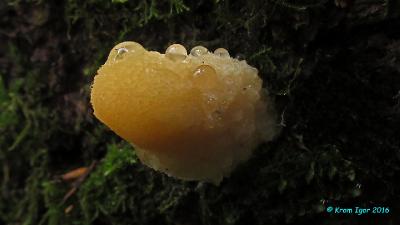 Климакоцистис северный (Climacocystis borealis)Молодые плодовые тела на корнях старой живой ели.  Автор фото: Кром Игорь