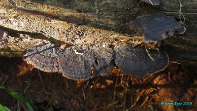 Старые плодовые тела на разлагающемся хвойном бревне неопределённой породы Автор фото: Кром Игорь