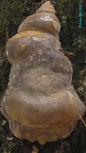 Трутовик окаймлённый (Fomitopsis pinicola). Автор: Кром Игорь