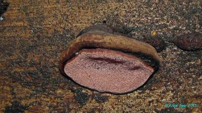 Трутовик розовый (Fomitopsis rosea)На валежной толстой ели Автор фото: Кром Игорь