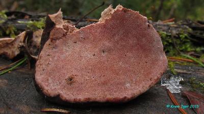 Трутовик розовый (Fomitopsis rosea)На валежной толстой ели Автор фото: Кром Игорь