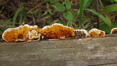 Заборный гриб (Gloeophyllum sepiarium) Автор: Кром Игорь