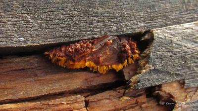 Заборный гриб (Gloeophyllum sepiarium) Автор фото: Кром Игорь