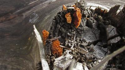 Заборный гриб (Gloeophyllum sepiarium) Автор фото: Кром Игорь