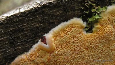 Гапалопилус оранжевый (Hapalopilus aurantiacus)Структура поверхности и края плодовых тел Автор фото: Кром Игорь