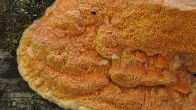 Гапалопилус оранжевый (Hapalopilus aurantiacus)Структура поверхности и края плодовых тел Автор фото: Кром Игорь