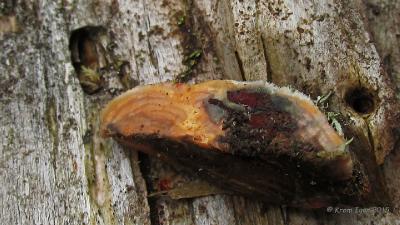 Гапалопилус <span class=wiki>оранжевый</span> (Hapalopilus aurantiacus) Поверхность плодового тела на срезе Автор фото: Кром Игорь