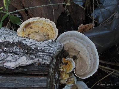 Молодые плодовые тела на берёзовой дровяной чурке Автор фото: Кром Игорь