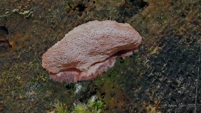 Лептопорус мягкий (Leptoporus mollis)  Автор фото: Кром Игорь