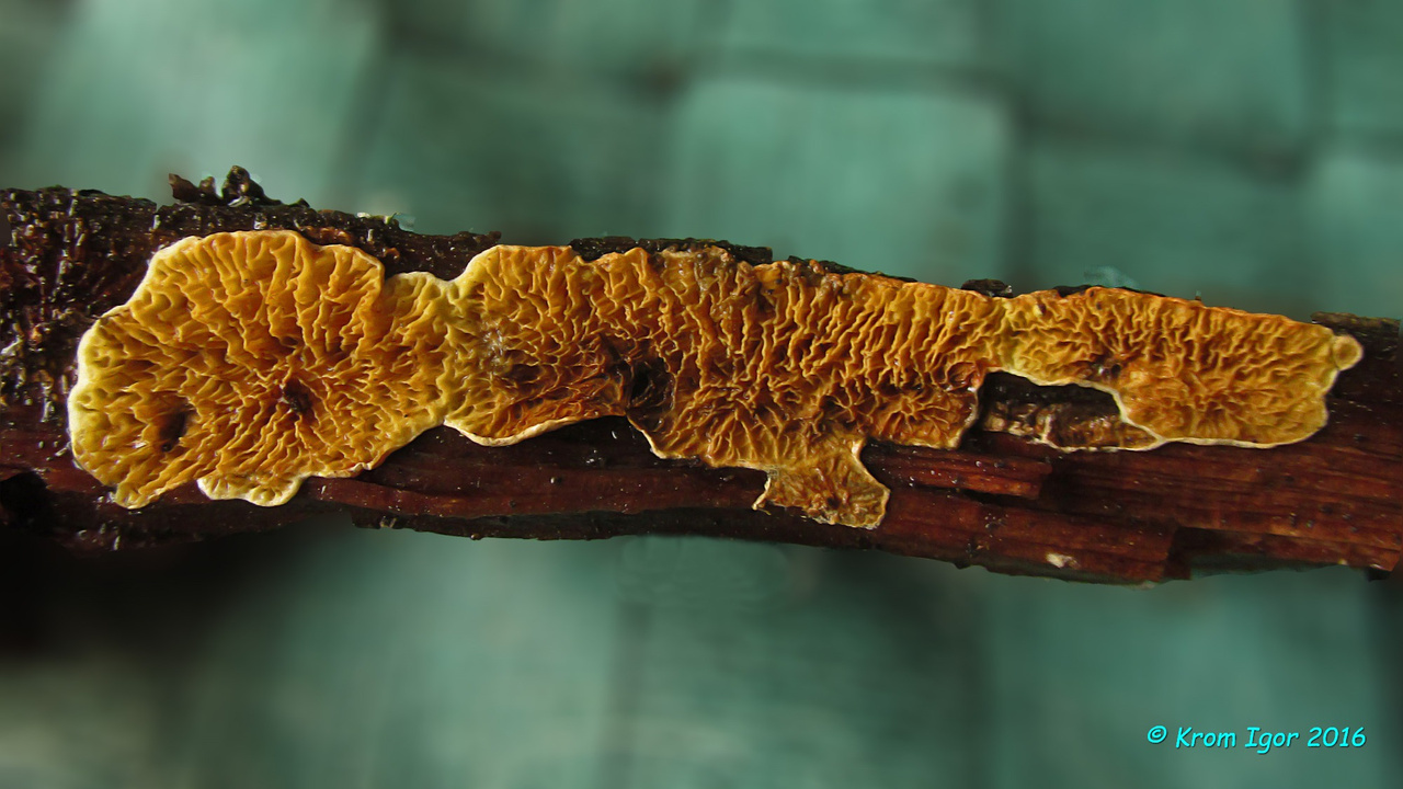 Псевдомерулиус золотистый (Pseudomerulius aureus) Автор фото: Кром Игорь