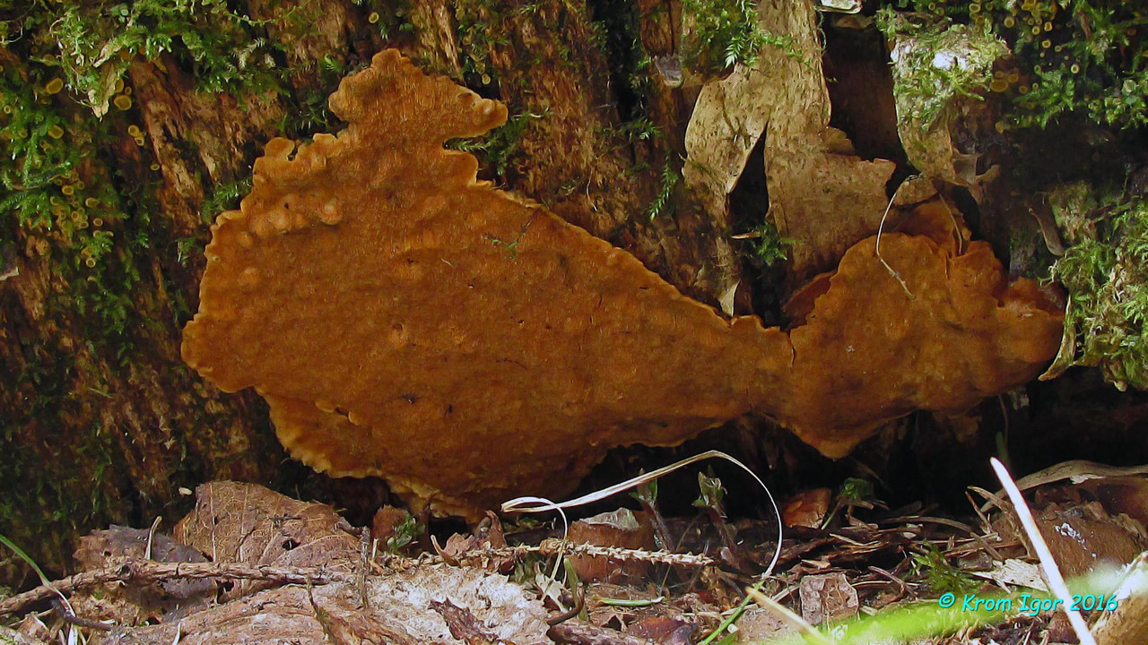 Ригидопорус шафранно-желтый (Rigidoporus crocatus). Автор фото: Кром Игорь