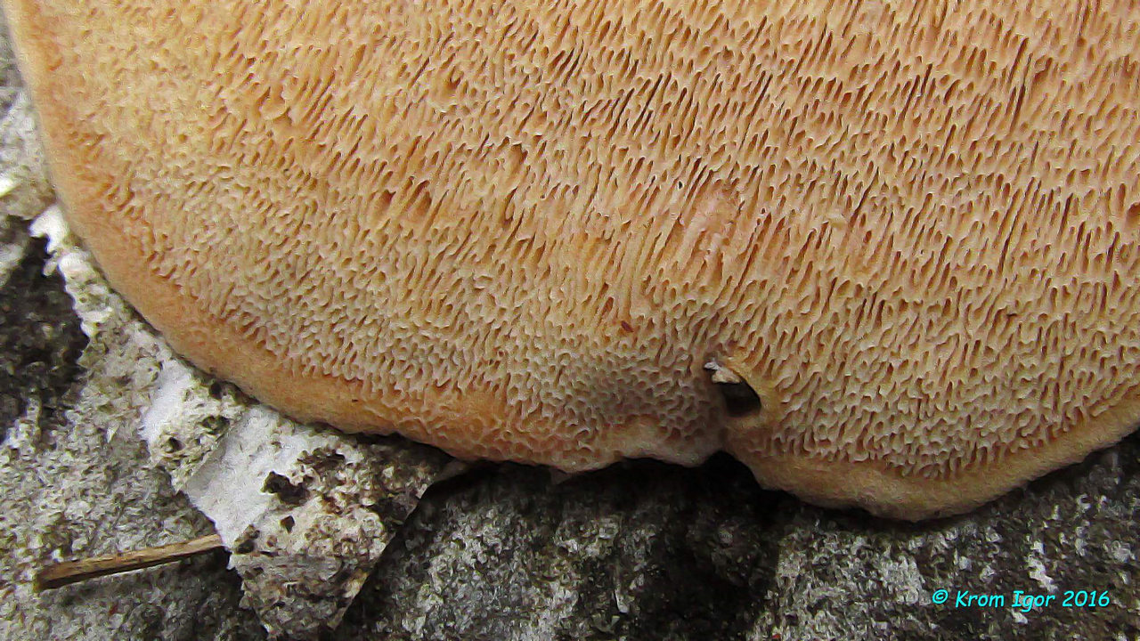 Ригидопорус шафранно-желтый (Rigidoporus crocatus). Автор фото: Кром Игорь