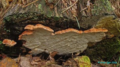 Пармастомицес мягчайший (Parmastomyces mollissimus)Тот же самый гриб спустя неделю. Автор фото: Кром Игорь