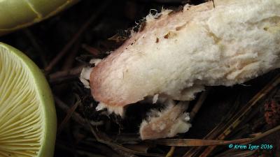 Рядовка репоножковая (Tricholoma rapipes) Автор: Кром Игорь