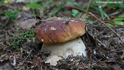 Белый гриб (Boletus edulis) Автор: Кашпор Николай