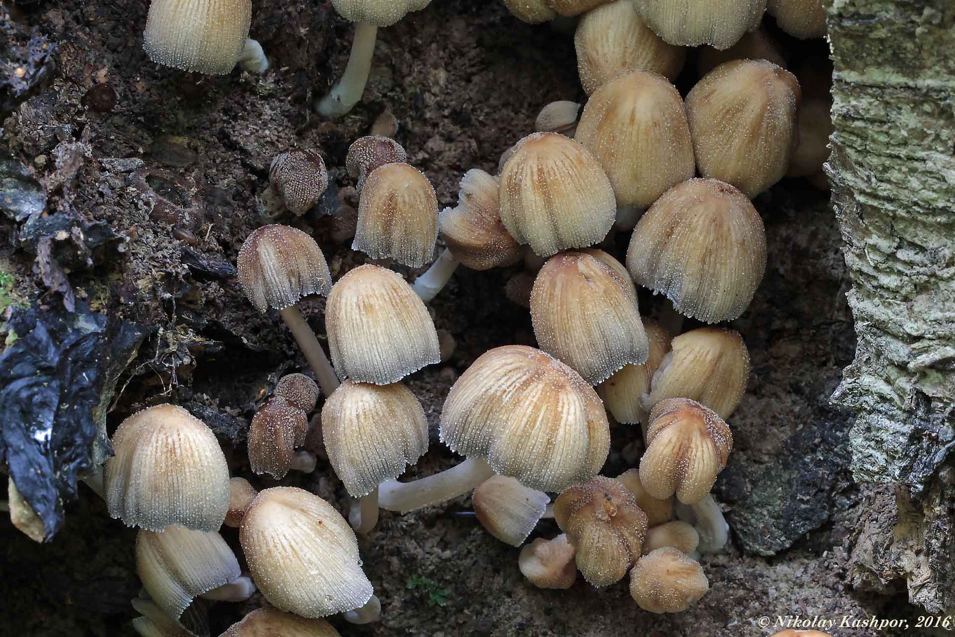 Coprinellus truncorum. Автор фото:Кашпор Николай