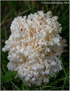 Ежовик коралловидный (Hericium coralloides). Автор: Кашпор Николай