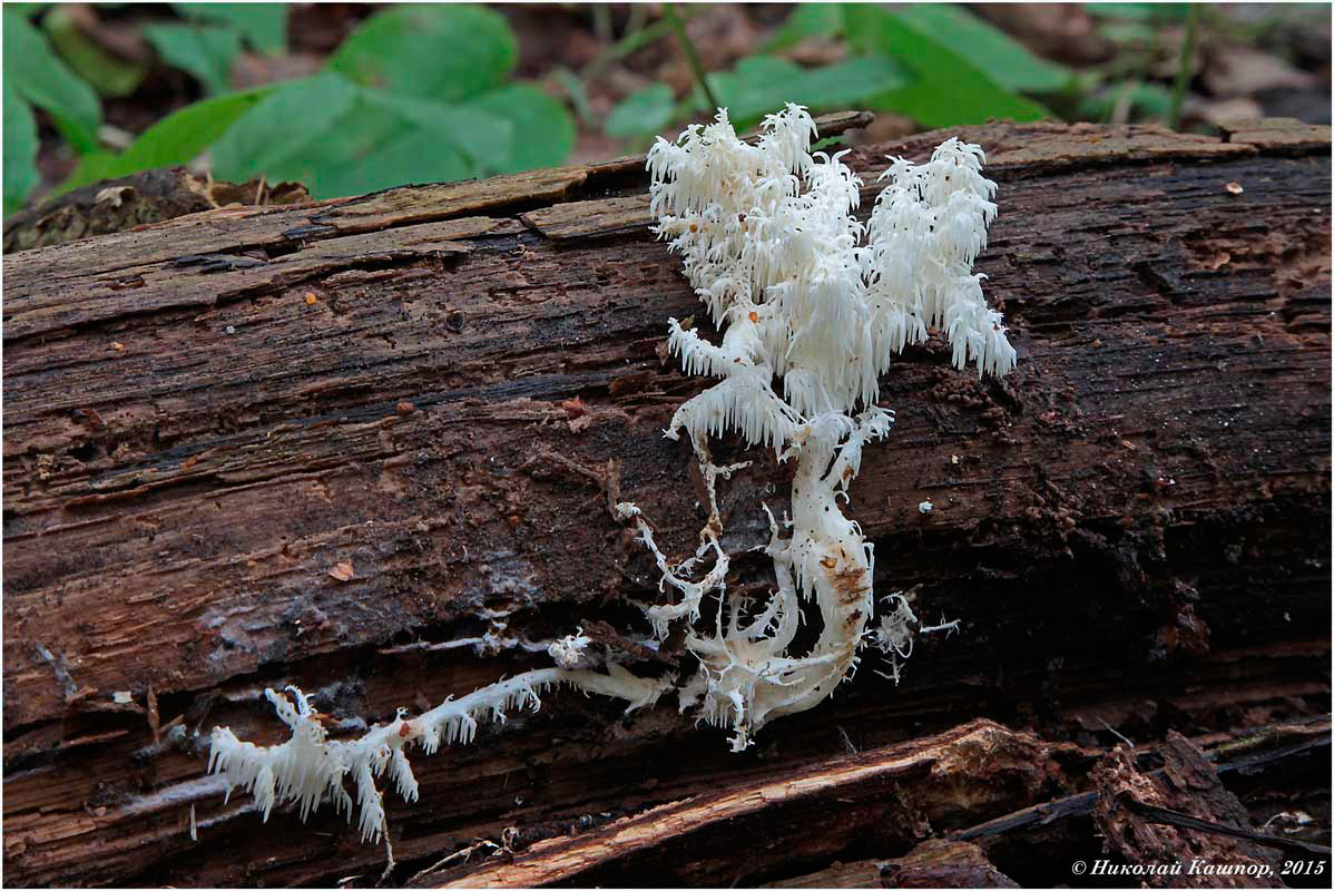 Ежовик коралловидный (Hericium coralloides). Автор фото:Кашпор Николай