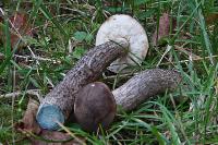 трубчатые грибы