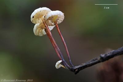 Негниючник колесовидный (Marasmius rotula) Автор фото: Кашпор Николай