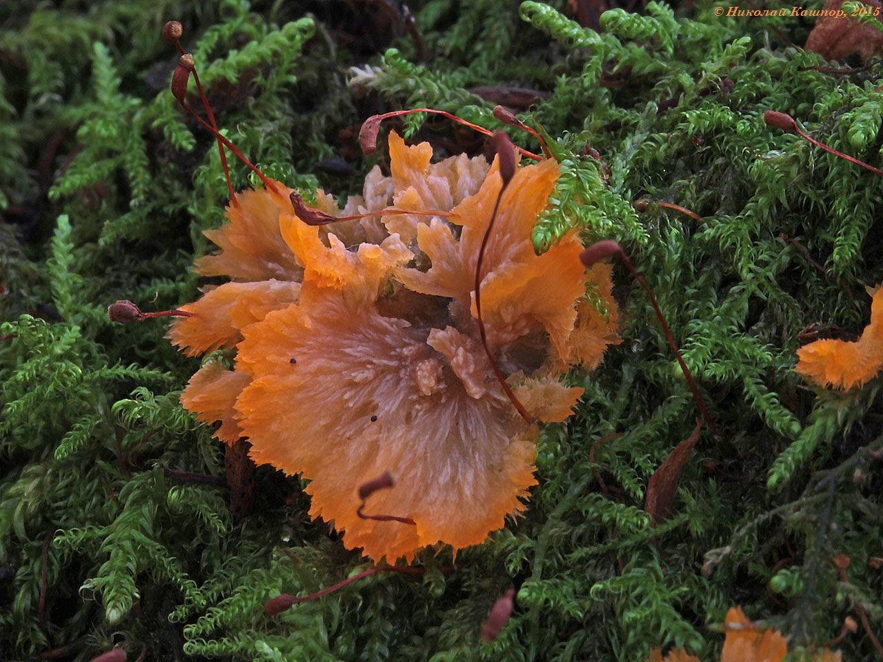 Флебия радиальная (Phlebia radiata). Автор фото:Кашпор Николай