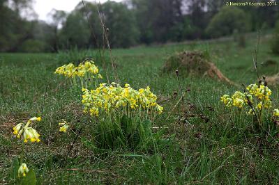 Первоцвет весенний (Primula veris) Автор фото: Кашпор Николай