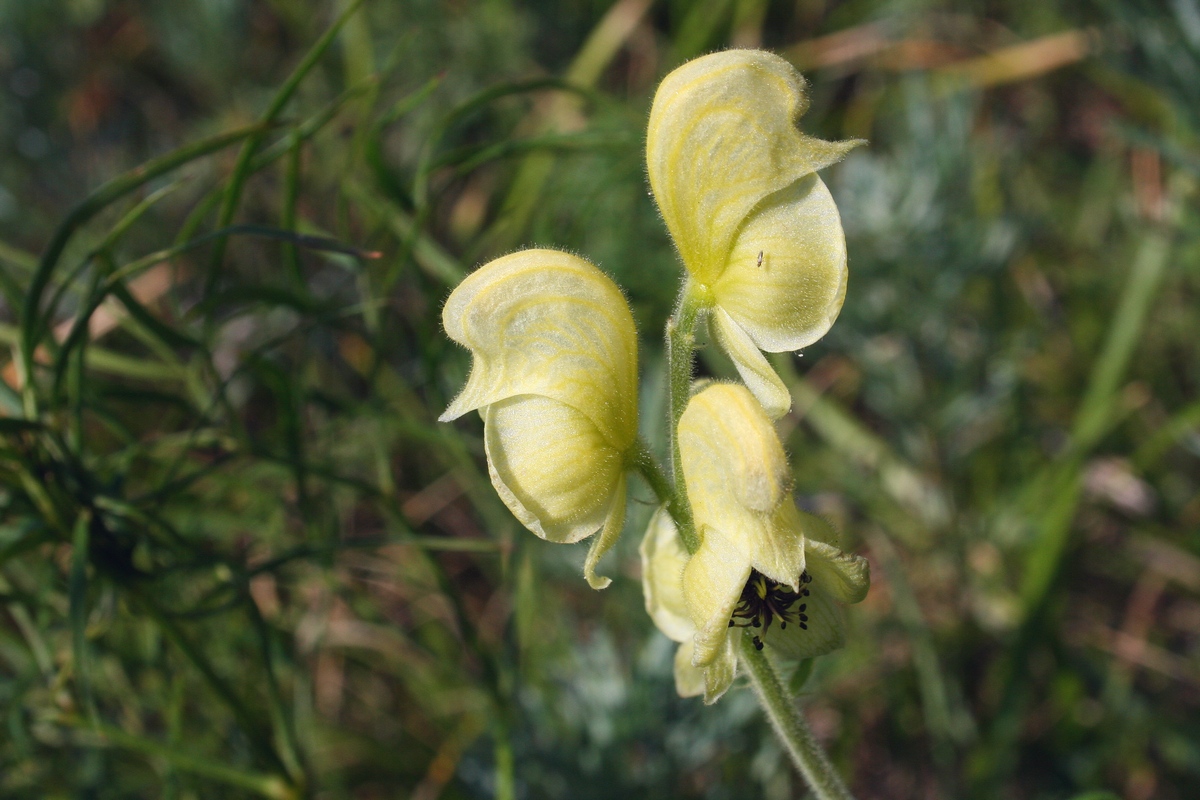 Борец противоядный (Aconitum anthora). Автор фото: Ольга Кузнецова