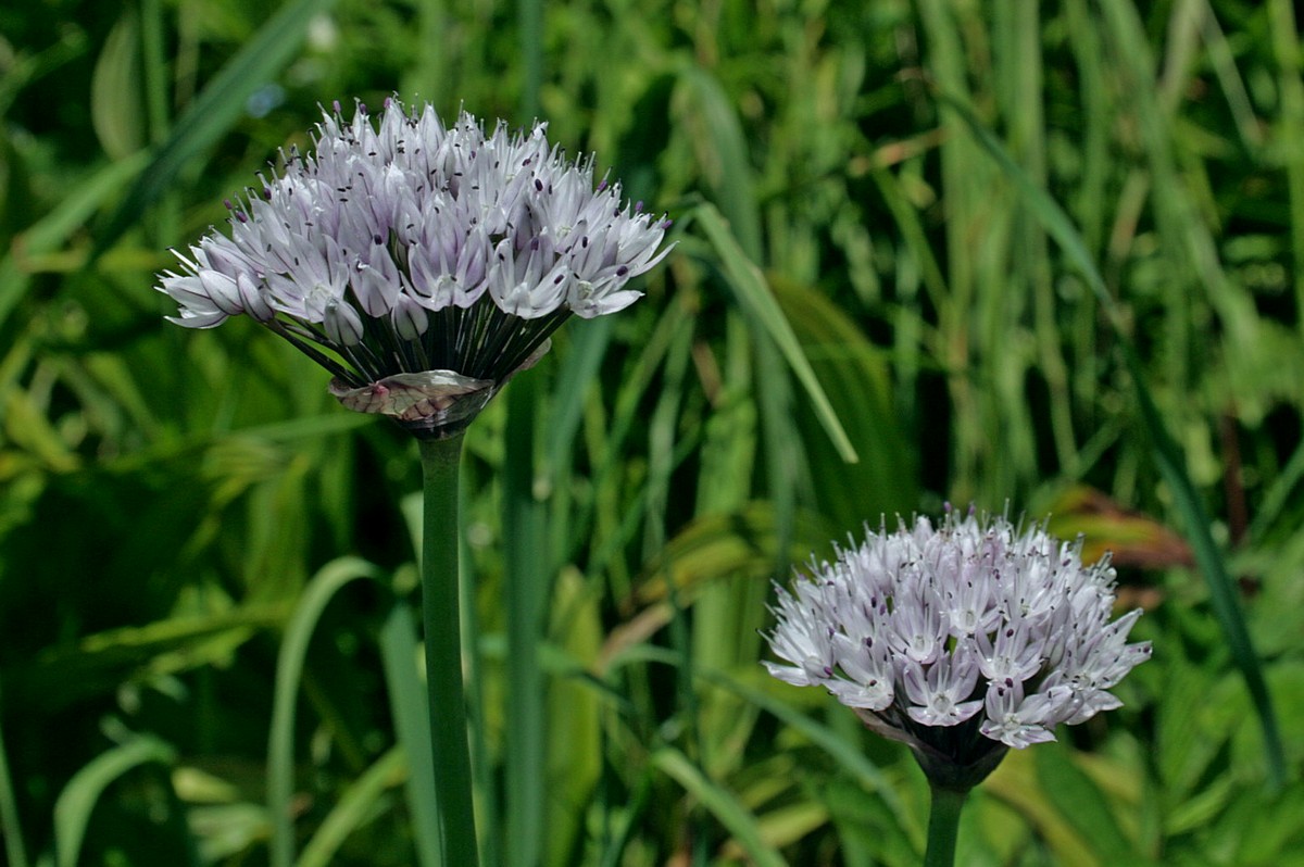 Лук Ледебура (Allium ledebourianum). Автор фото: Ольга Кузнецова