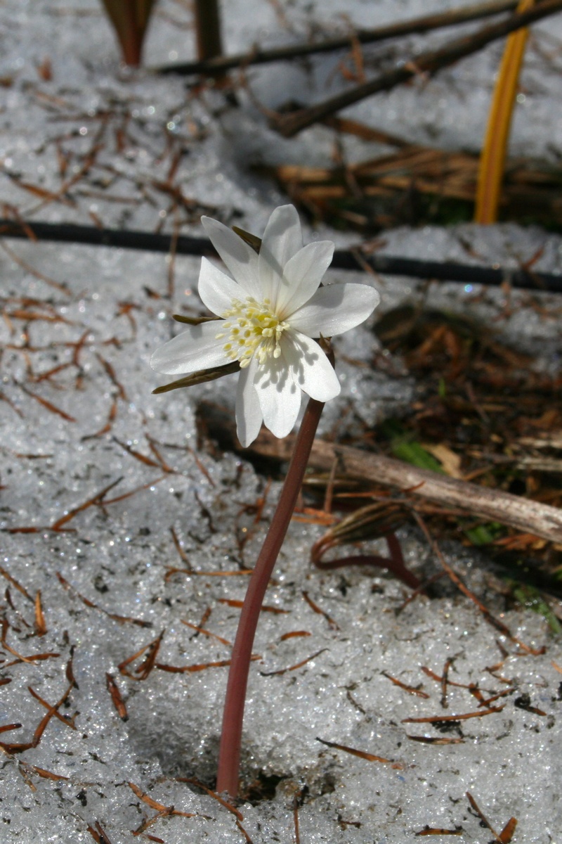 Ветреничка алтайская (Anemonoides altaica). Автор фото: Ольга Кузнецова