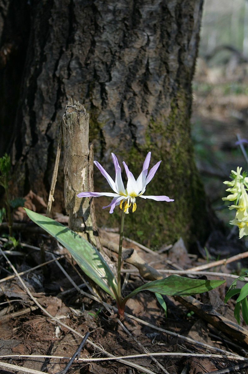 Кандык сибирский (Erythronium sibiricum). Автор фото: Ольга Кузнецова