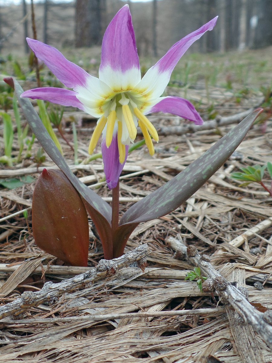 Кандык сибирский (Erythronium sibiricum). Автор фото:Ольга Кузнецова