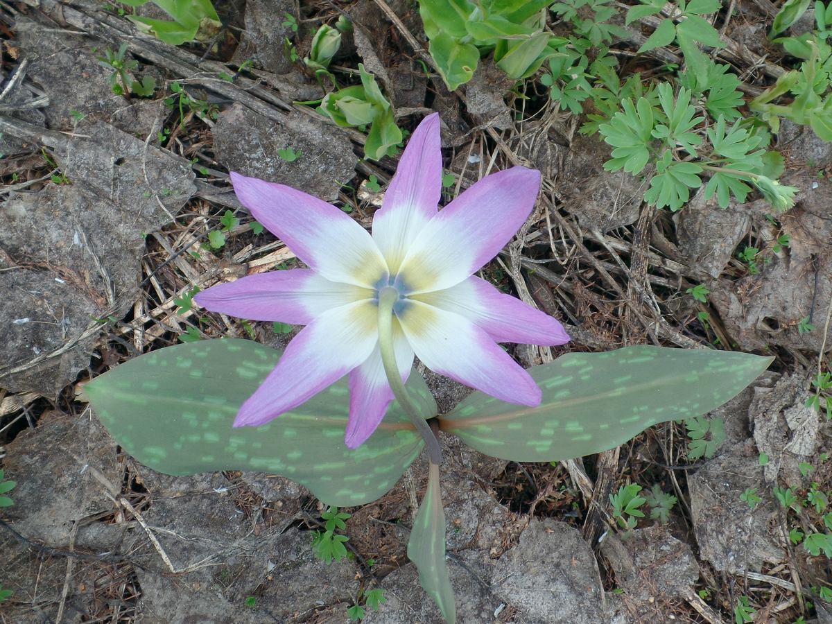 Кандык сибирский (Erythronium sibiricum). Автор фото:Ольга Кузнецова