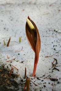Кандык сибирский (Erythronium sibiricum) Автор фото: Ольга Кузнецова