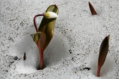 Кандык сибирский (Erythronium sibiricum) Автор фото: Ольга Кузнецова