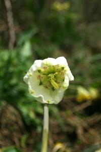 Рябчик мутовчатый (Fritillaria verticillata) Автор фото: Ольга Кузнецова