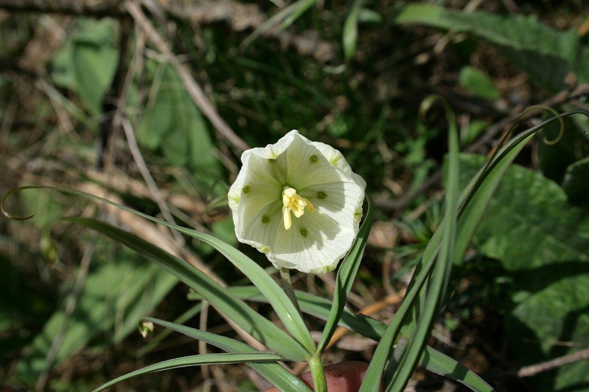 Рябчик мутовчатый (Fritillaria verticillata). Автор фото: Ольга Кузнецова