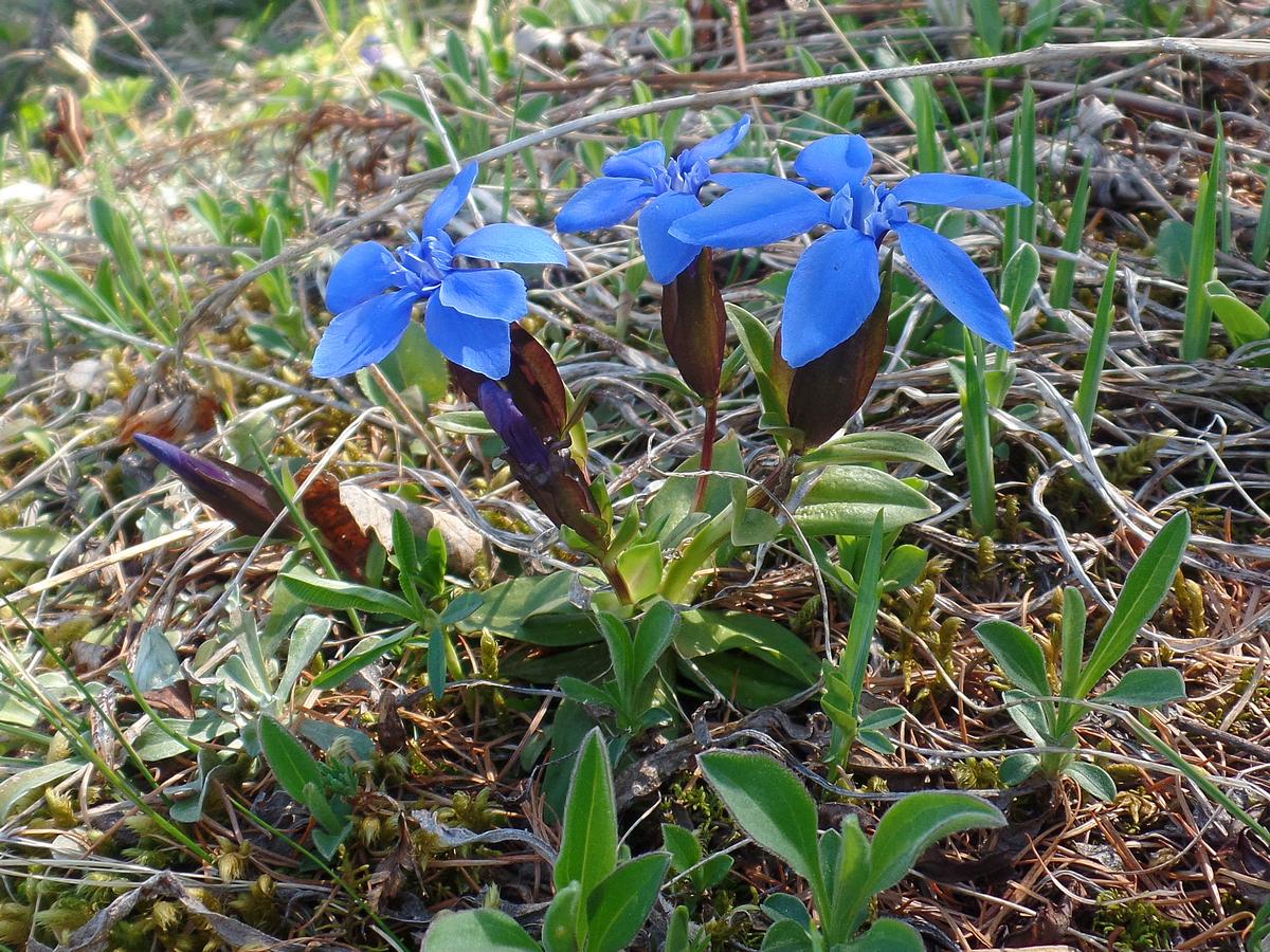 Горечавка одноцветковая (Gentiana uniflora). Автор фото:Ольга Кузнецова