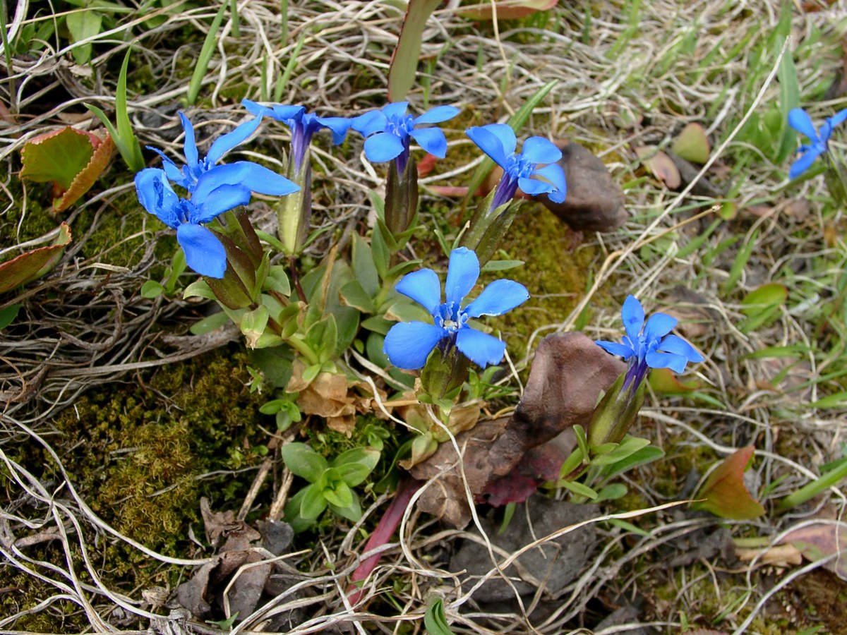 Горечавка одноцветковая (Gentiana uniflora). Автор фото: Ольга Кузнецова