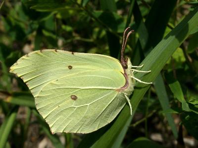 s:дневные бабочки,c:бледно-зеленые,размах крыльев до 60 мм,s:бабочки,s:чешуекрылые