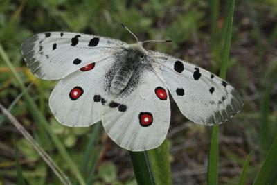 s:дневные бабочки,c:белые,i:редкие,размах крыльев до 95 мм,s:бабочки,s:чешуекрылые