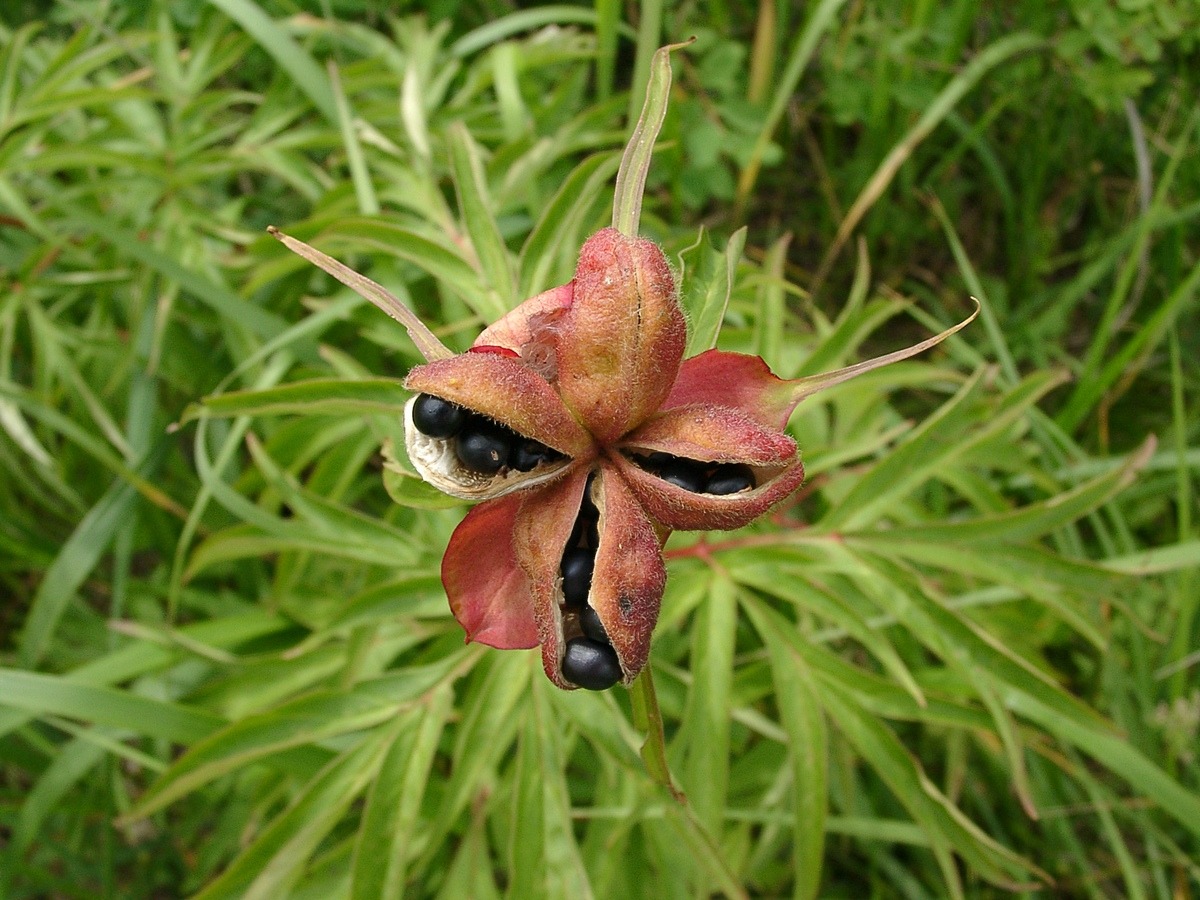 Пион уклоняющийся (Paeonia anomala). Автор фото: Ольга Кузнецова