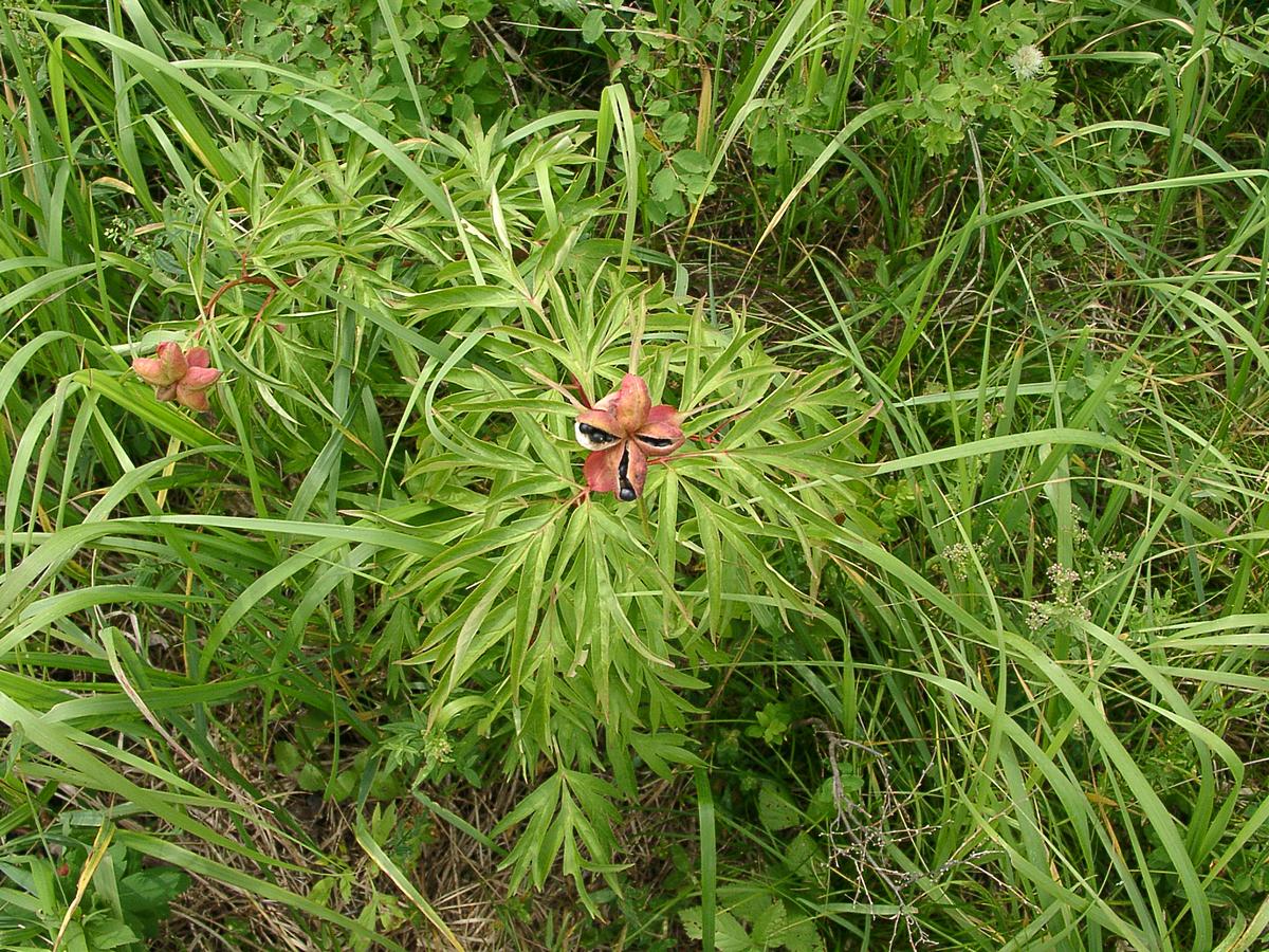 Пион уклоняющийся (Paeonia anomala). Автор фото: Ольга Кузнецова