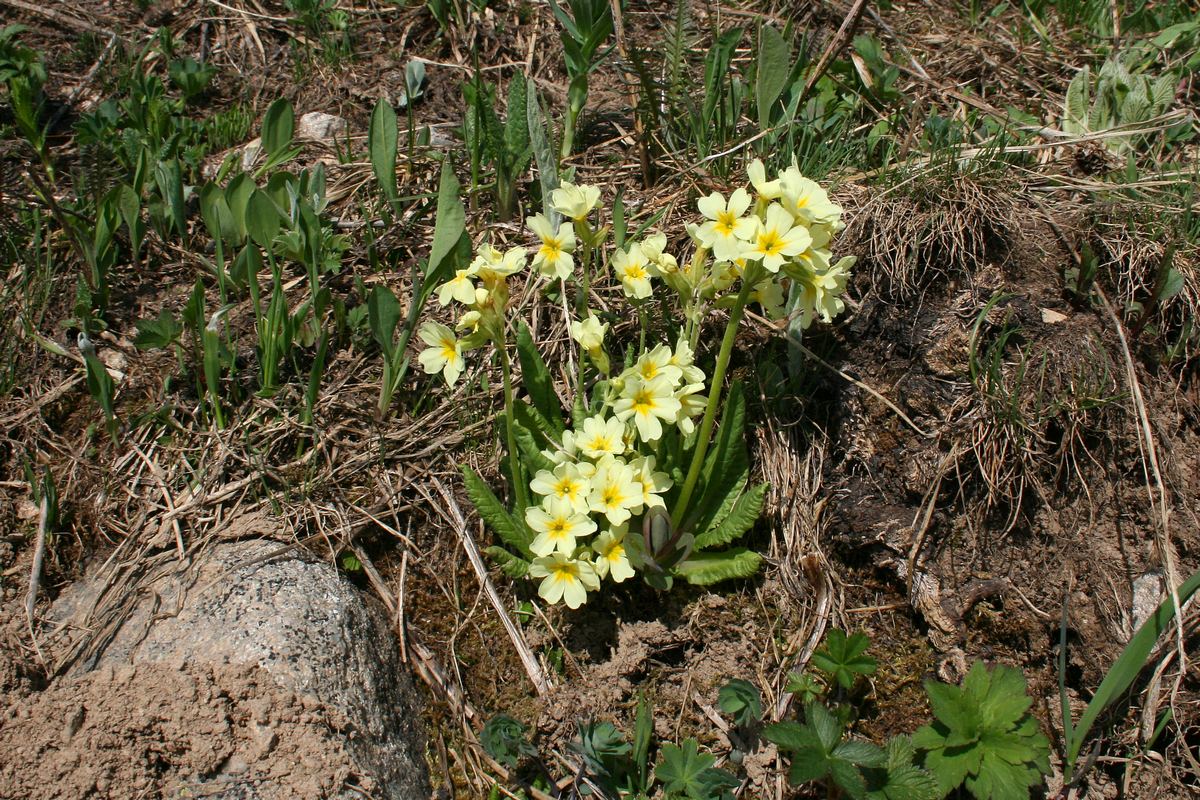 Первоцвет Палласа (Primula pallasii). Автор фото: Ольга Кузнецова