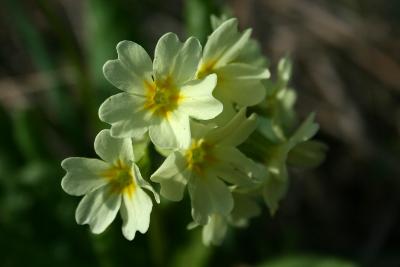 Первоцвет Палласа (Primula pallasii). Автор: Ольга Кузнецова