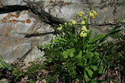 Первоцвет крупночашечный (Primula macrocalyx) Автор фото: Ольга Кузнецова